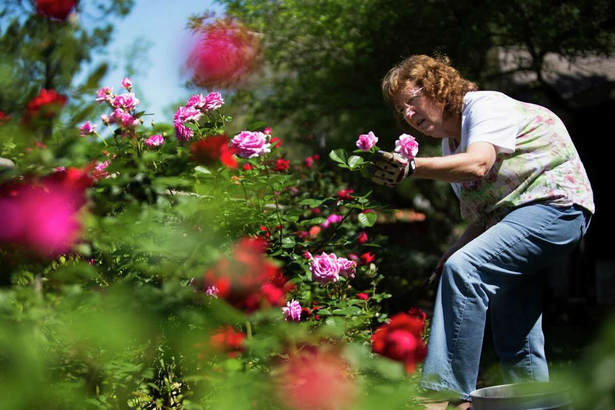 Houston has its own rose parade