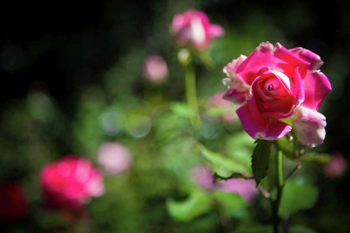 Houston has its own rose parade