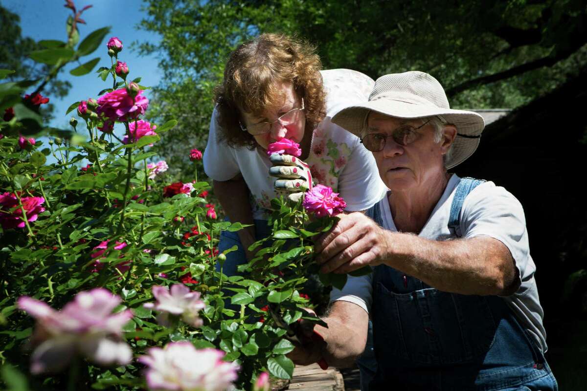 Houston has its own rose parade