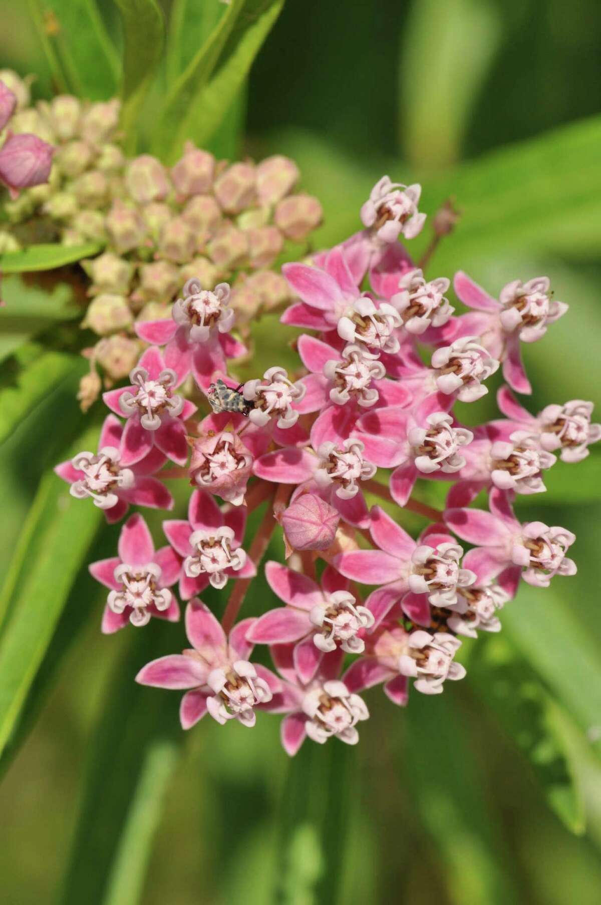 Cultivating milkweed can help preserve butterflies