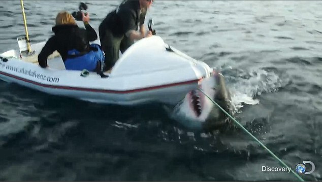 great white shark attacks boat in 'shark week' video from