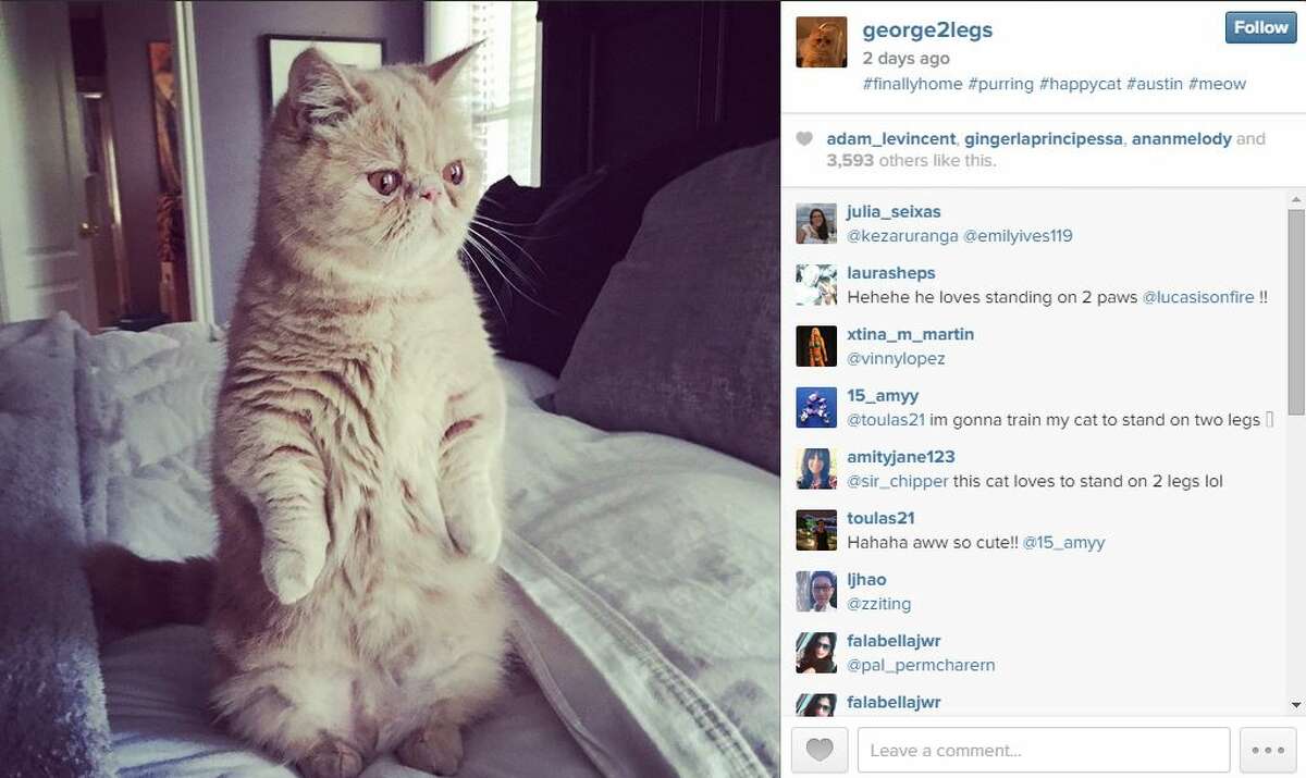 Grumpy Cat has held the ranks of the most popular internet cat for a while but another furry critter is the cat's pajamas and he's an Austinite. Meet George, also known as "George 2 Legs."