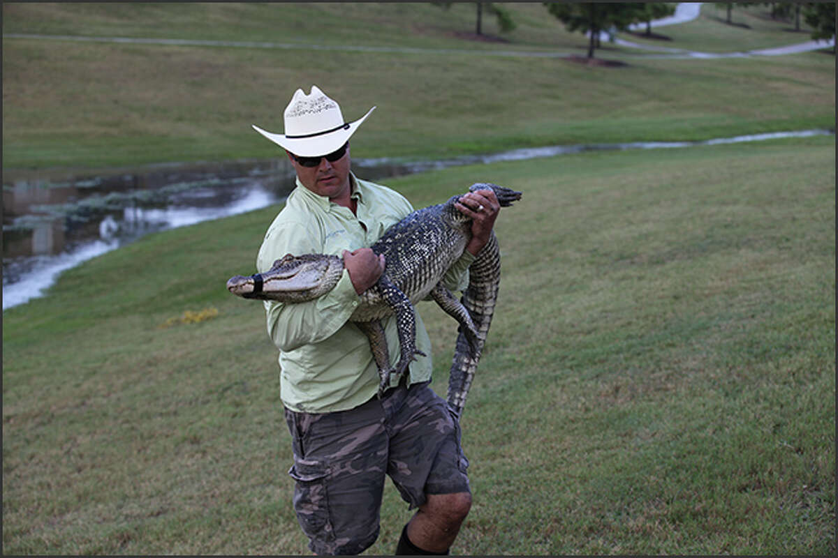 Chris Stephens has made it his life’s work to educate the public on the importance of alligators in the ecosystem. He’s a licensed and insured Alligator Nuisance Control Hunter for Texas Parks and Wildlife. He left a lucrative job in health care management just recently to work with gators full-time. (Credit: Gator Chris Website)