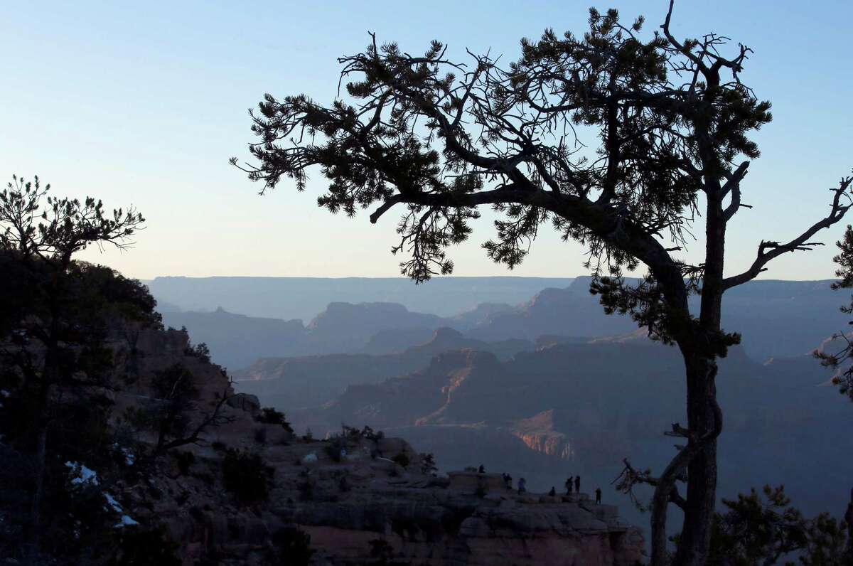A tree frames the view of the Grand Canyon at Mather Point.