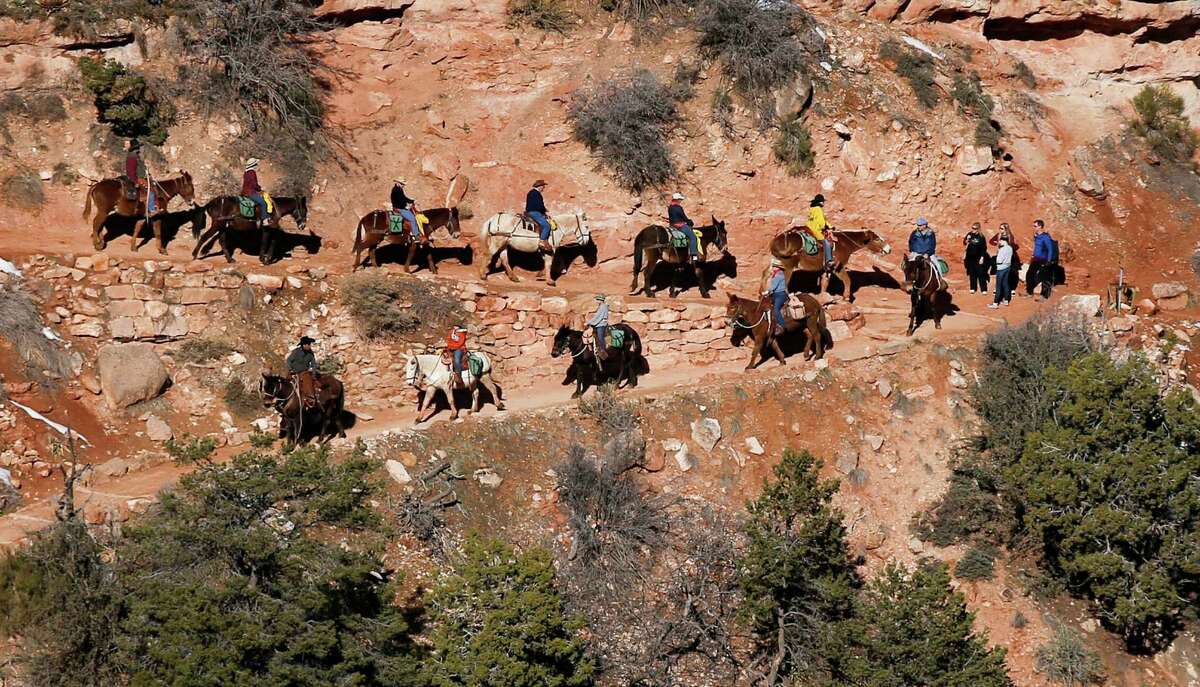 Mule riders make their way down the Bright Angel Trail in the Grand Canyon. The trail ends at the Rhantim Ranch, 2,000 feet below the South Rim.