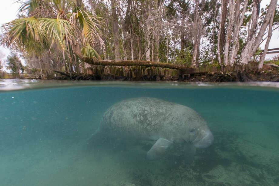 Over 300 manatees cause closure of Florida springs - SFGate