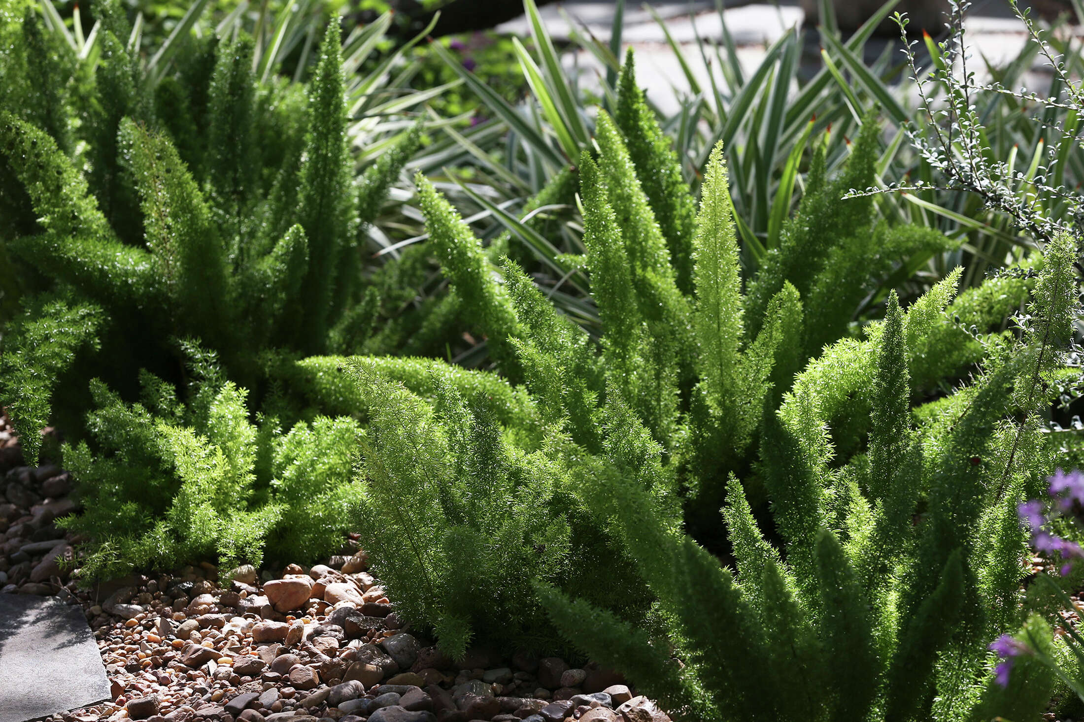 A 100 SAWS coupons to say buhbye to your lawn