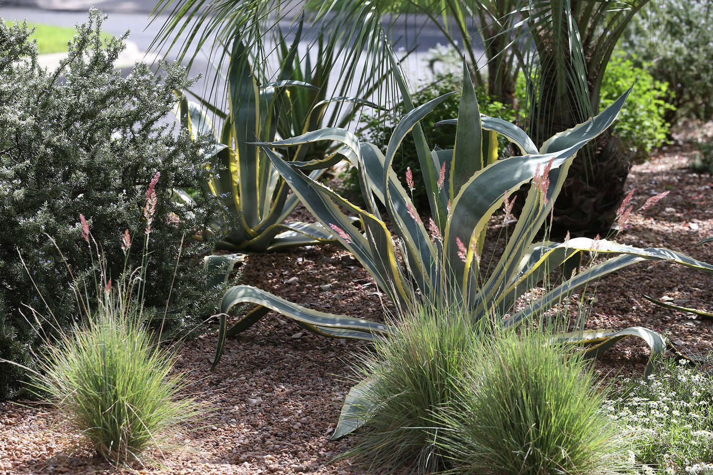 A 100 SAWS coupons to say buhbye to your lawn