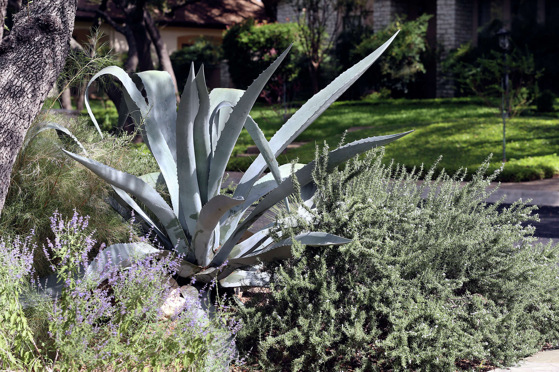 A 100 SAWS coupons to say buhbye to your lawn