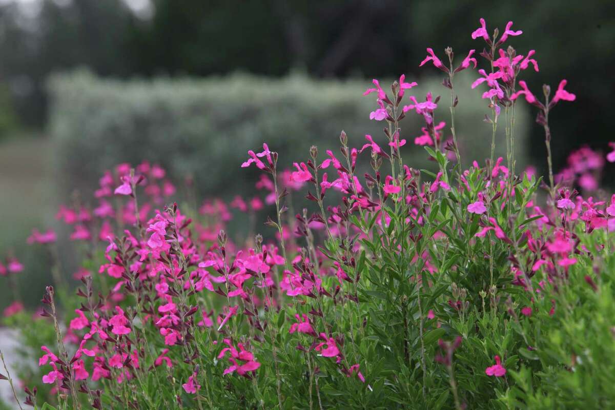A 100 SAWS coupons to say buhbye to your lawn