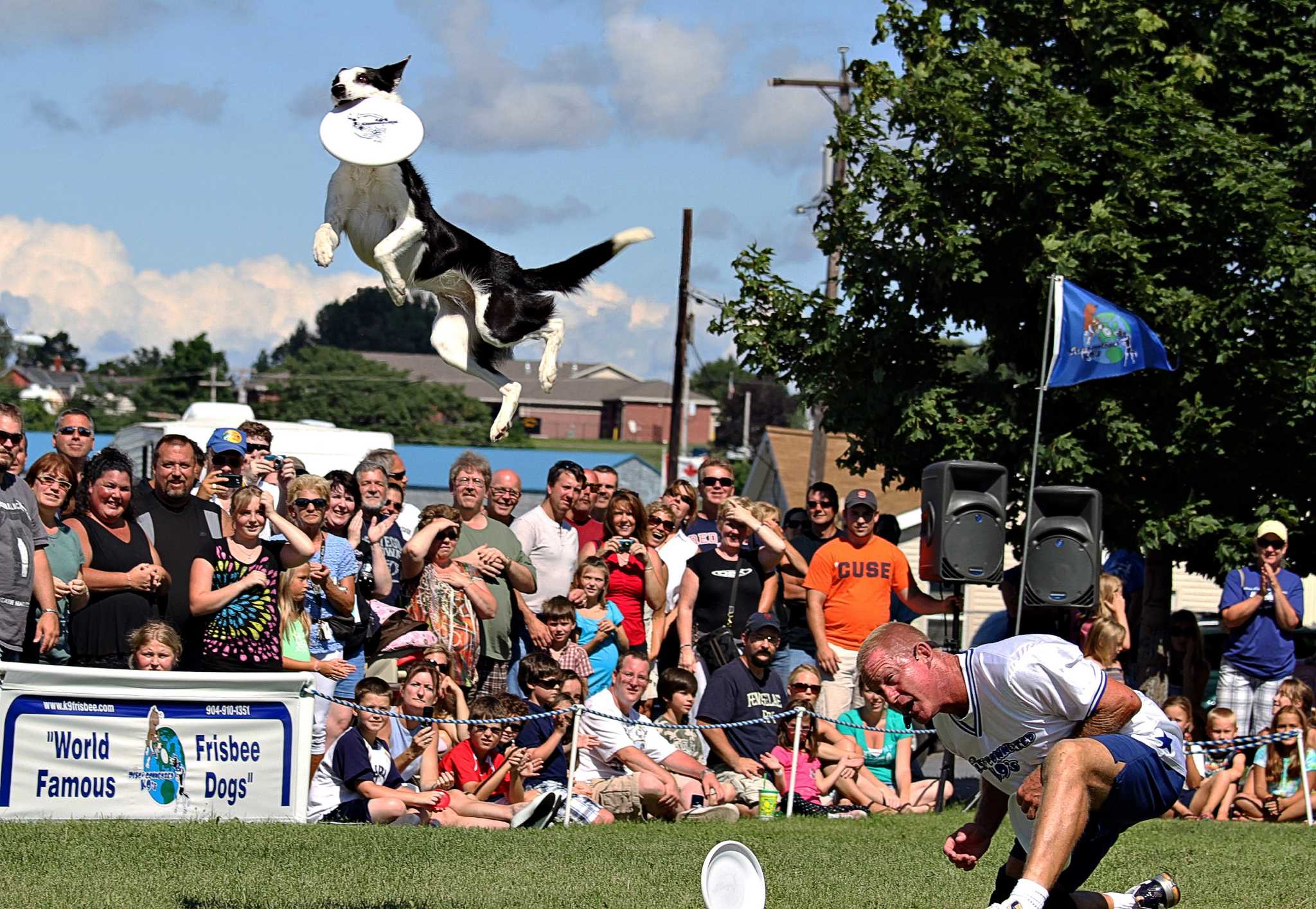 World famous frisbee store dogs