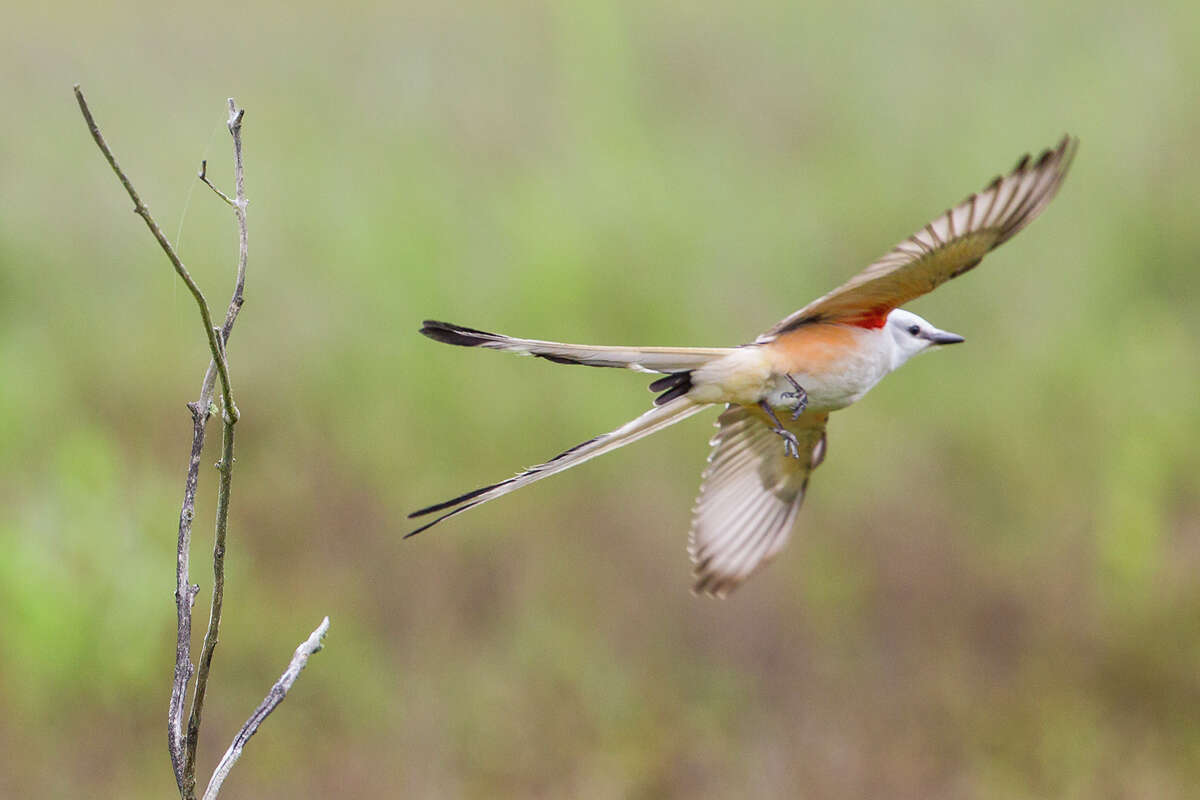 Scissortailed flycatchers prove adaptable