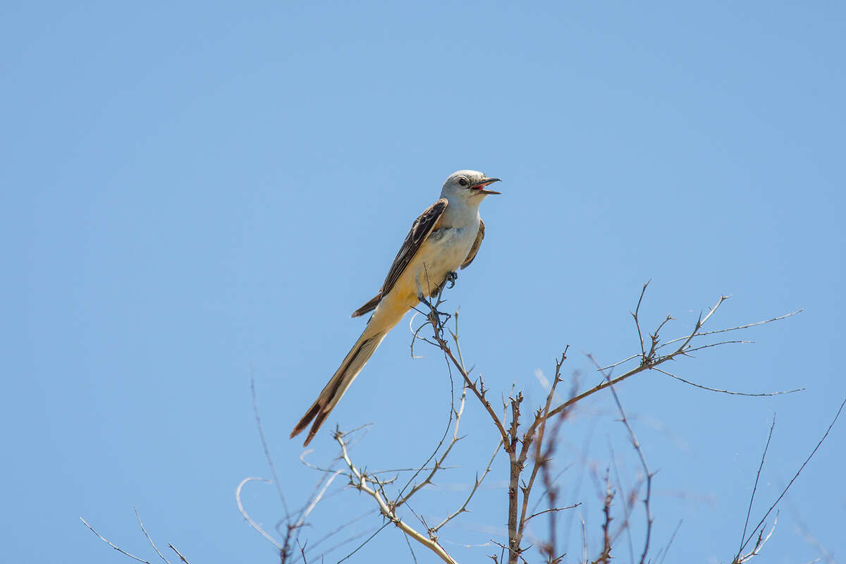 Scissortailed flycatchers prove adaptable