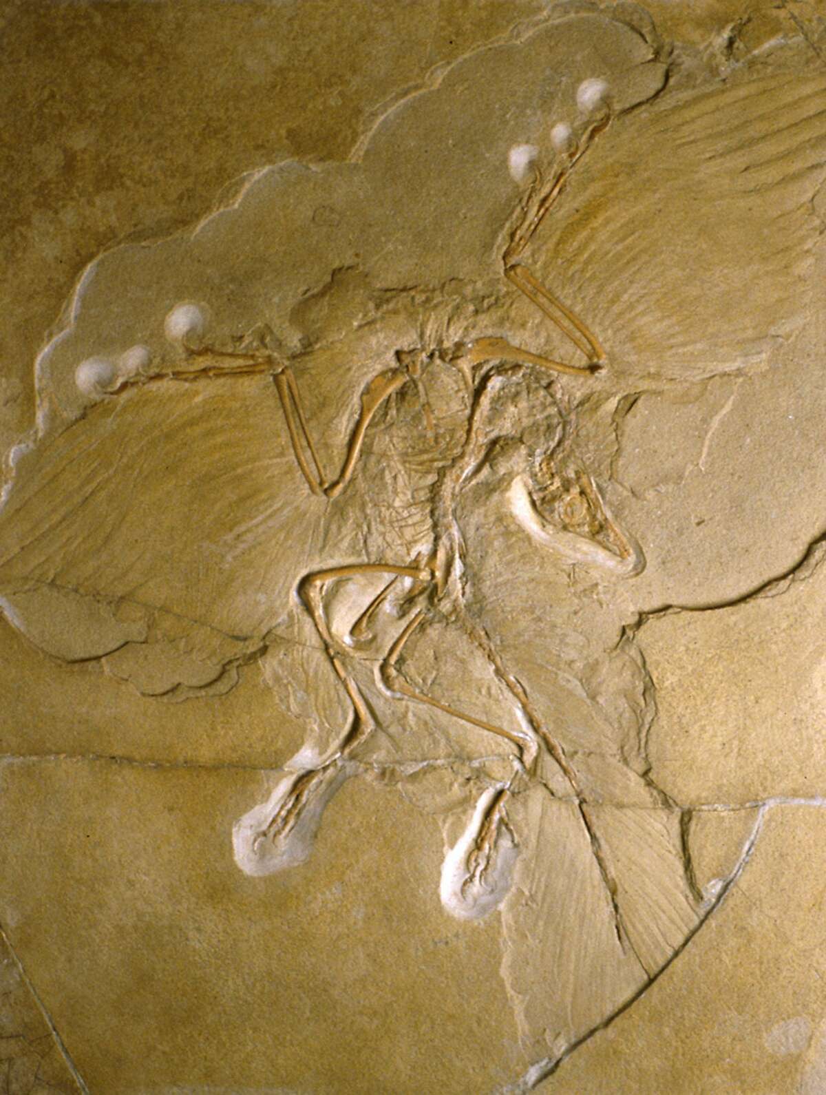 berlin specimen archaeopteryx