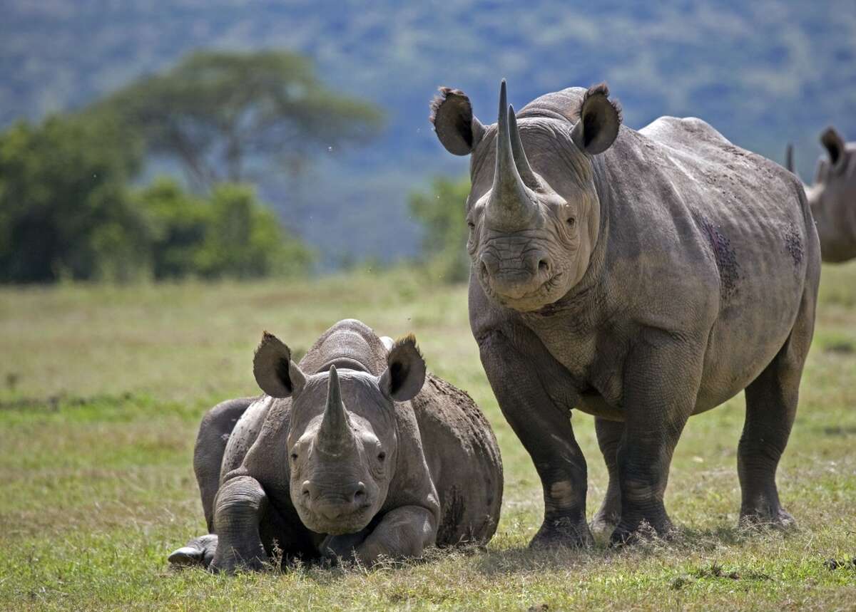 a romping western black rhinoceros