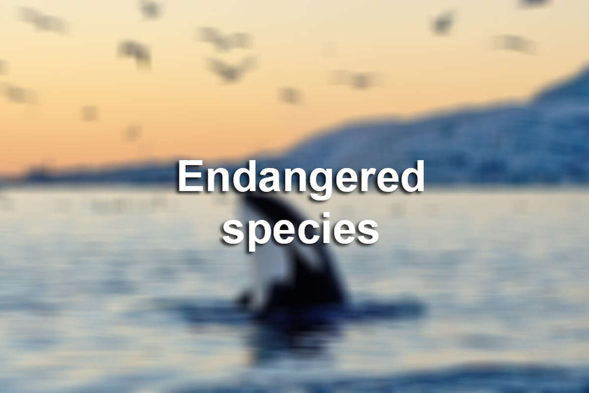 Click through the slideshow to view endangered species around the world.