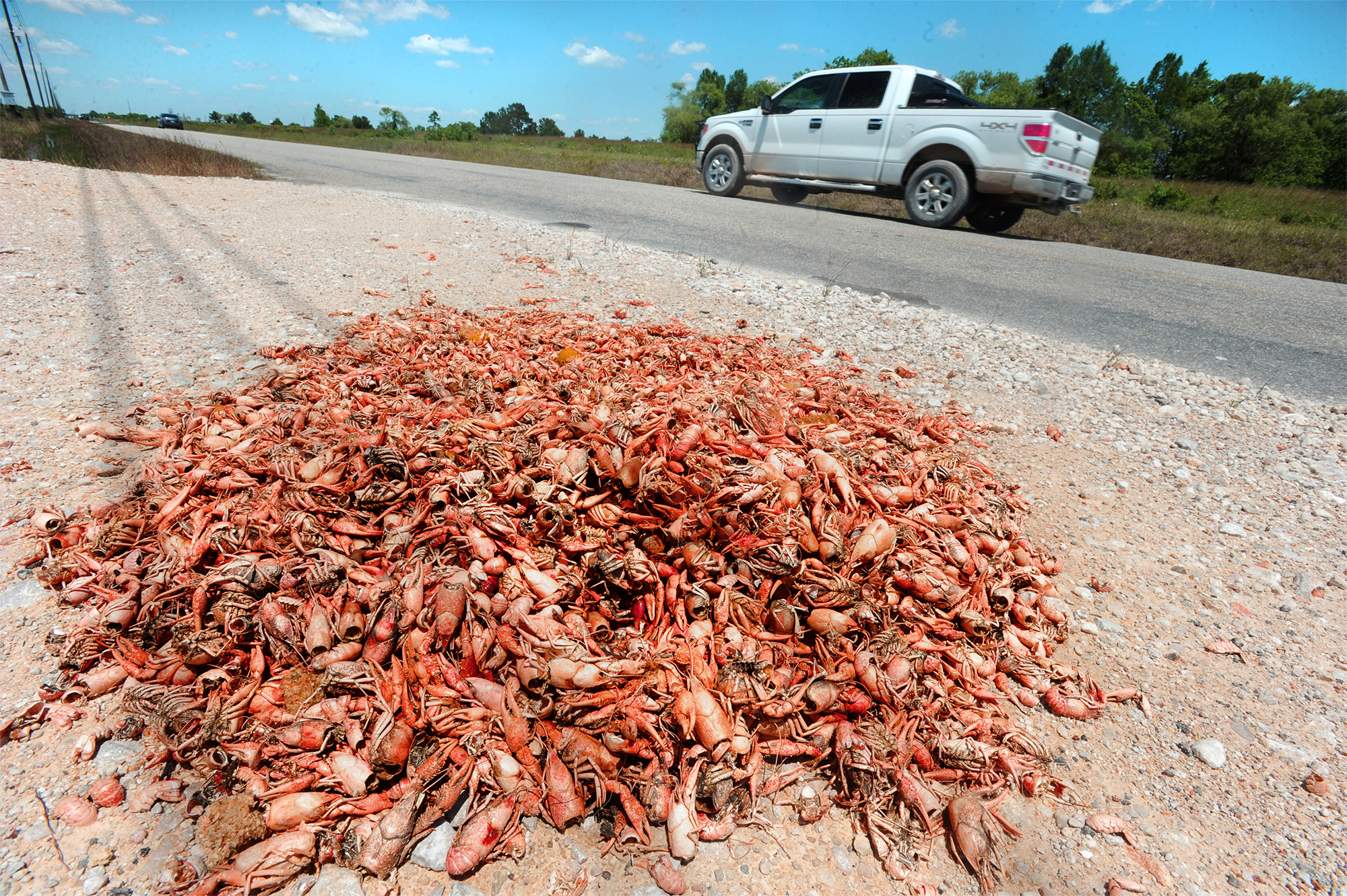 Dumping crawfish waste smelly problem in SE Texas