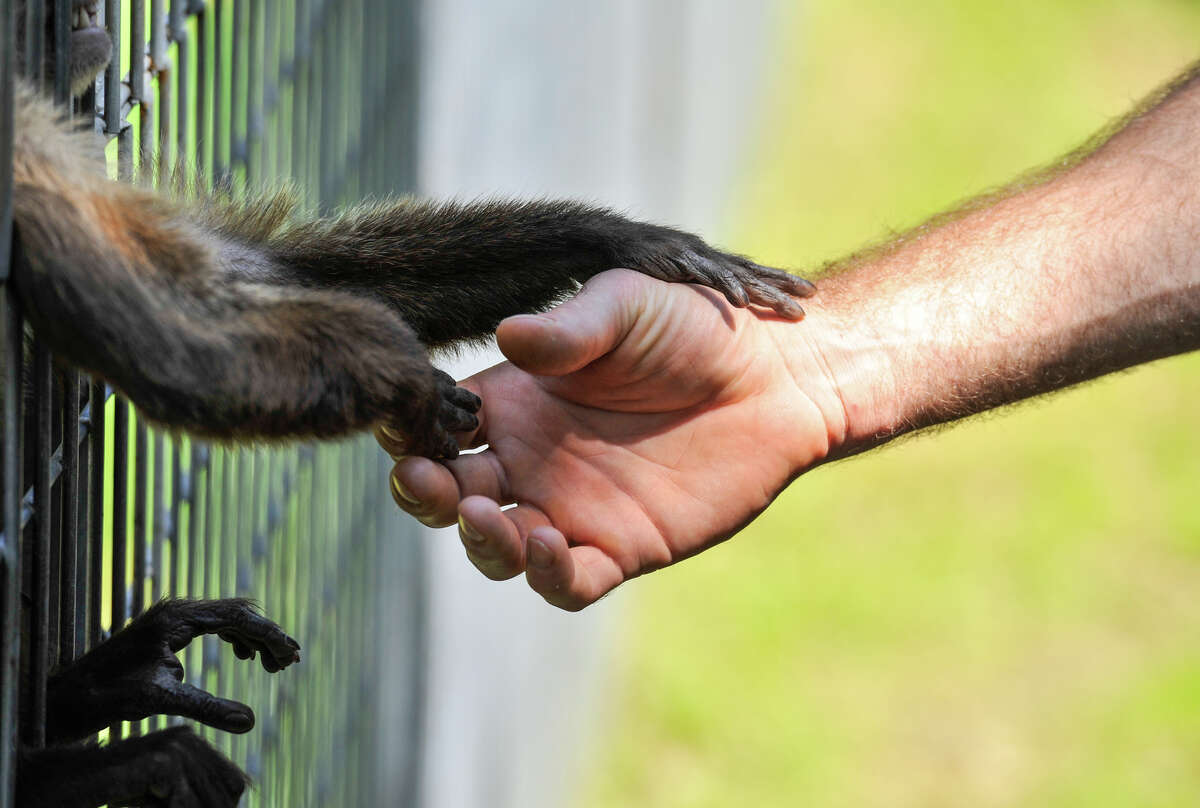 Primate sanctuary has first public tour