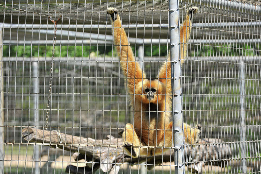 Primate sanctuary has first public tour