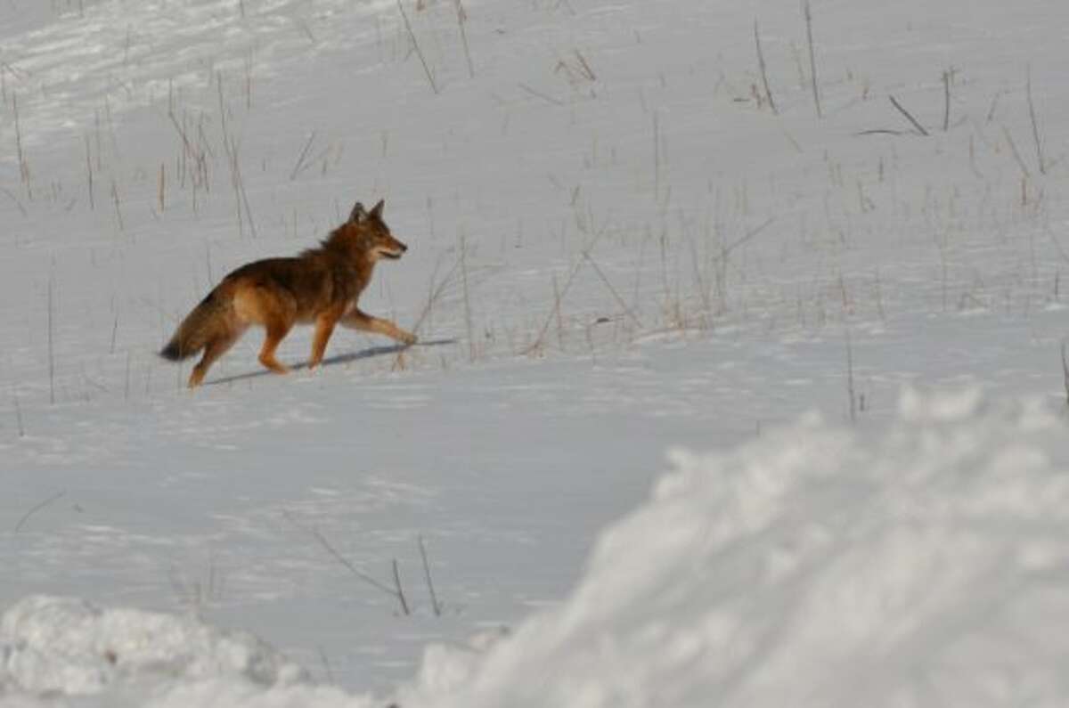 More whales spotted in Long Island Sound