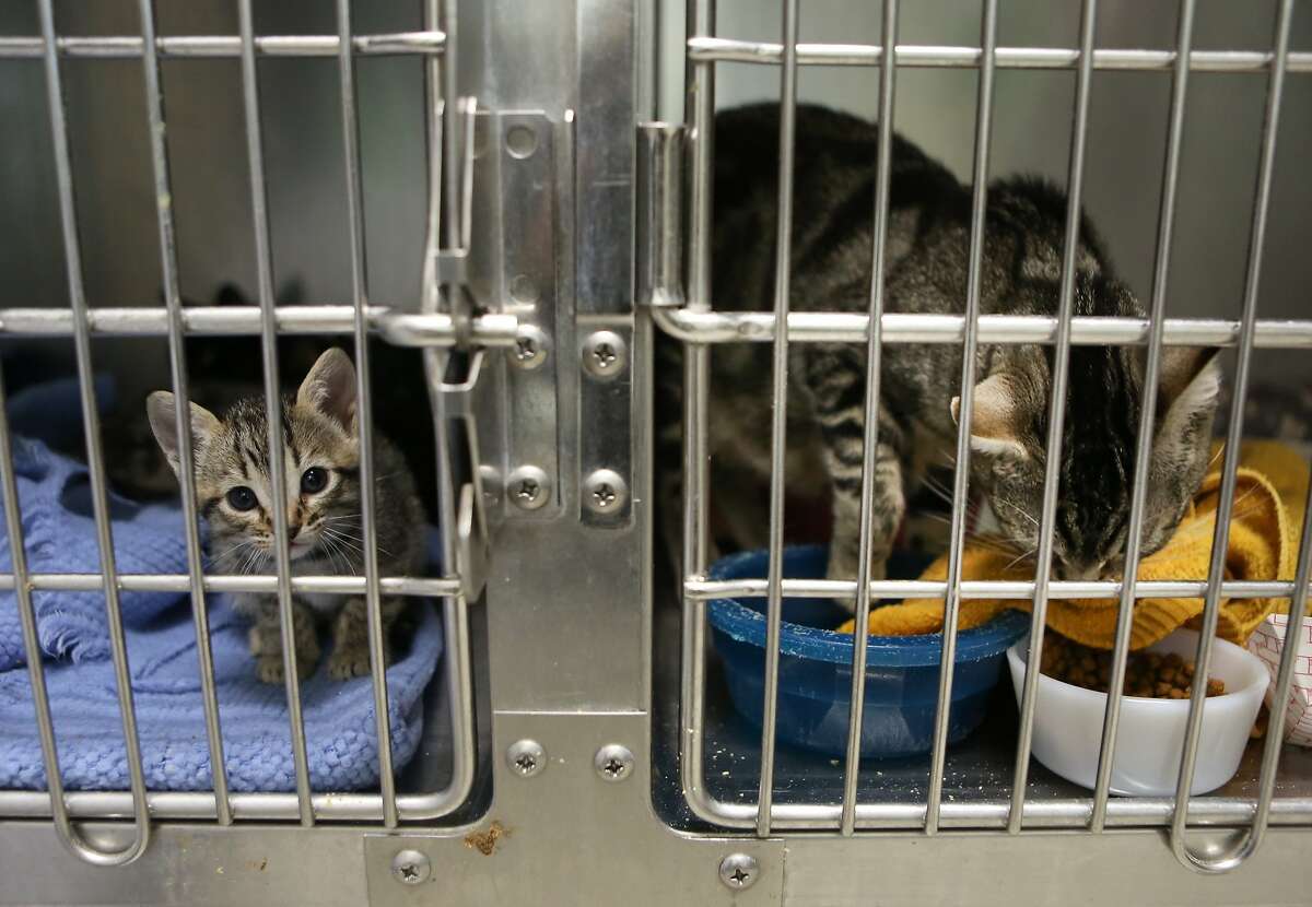 Oakland Animal Services shelter at 200% capacity