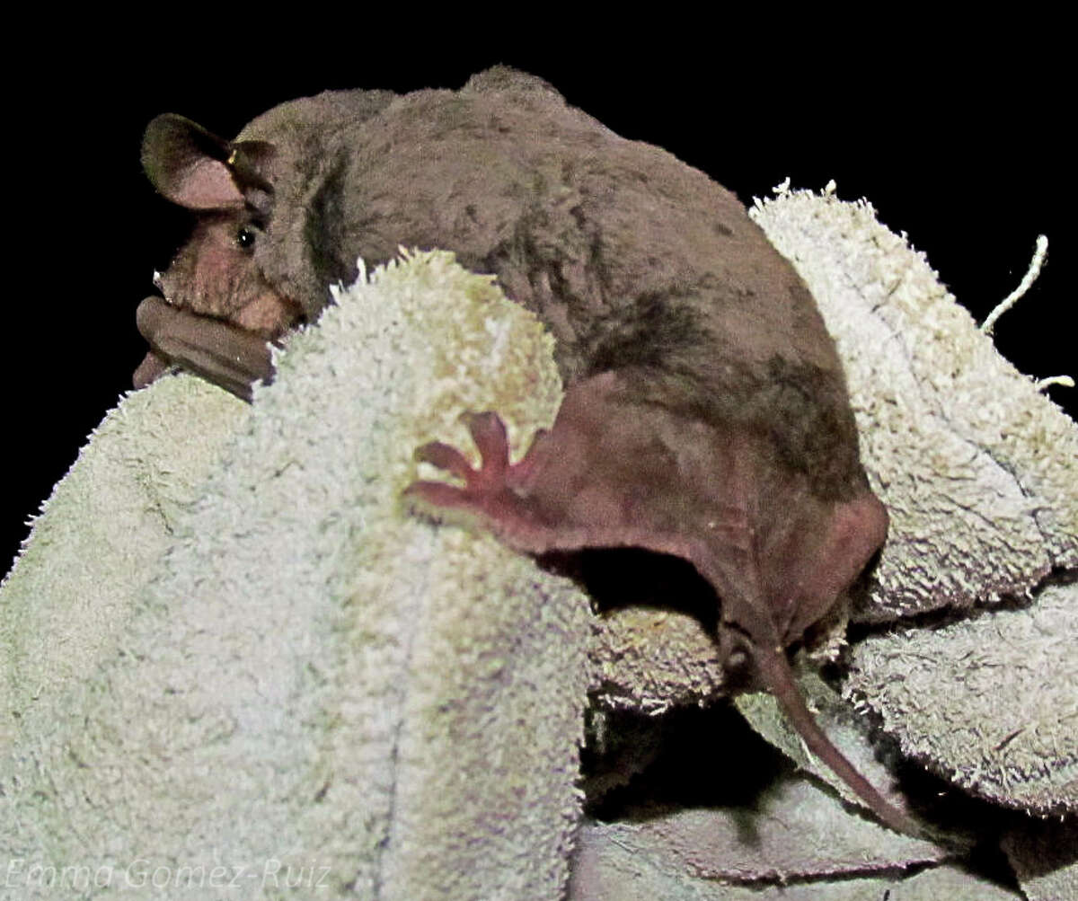 A&M Bats make sound to find their way but don't 'talk over' each other