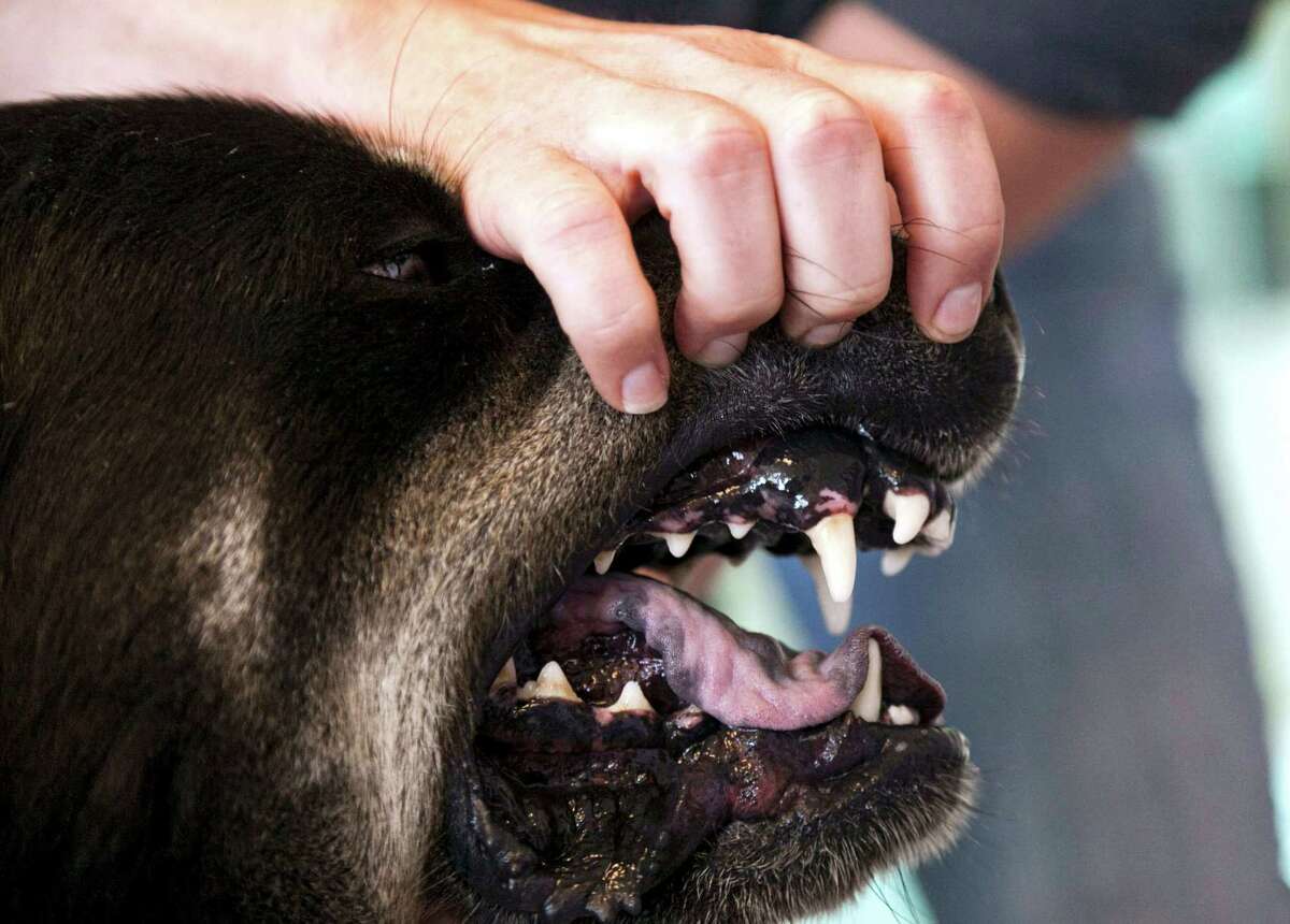 Dogs have teeth, and sometimes those molars can find themselves attached to human flesh. Using 2014 data, PetBreeds has compiled a ranking of dog breeds that are implicated in attacks on humans.Source: PetBreeds