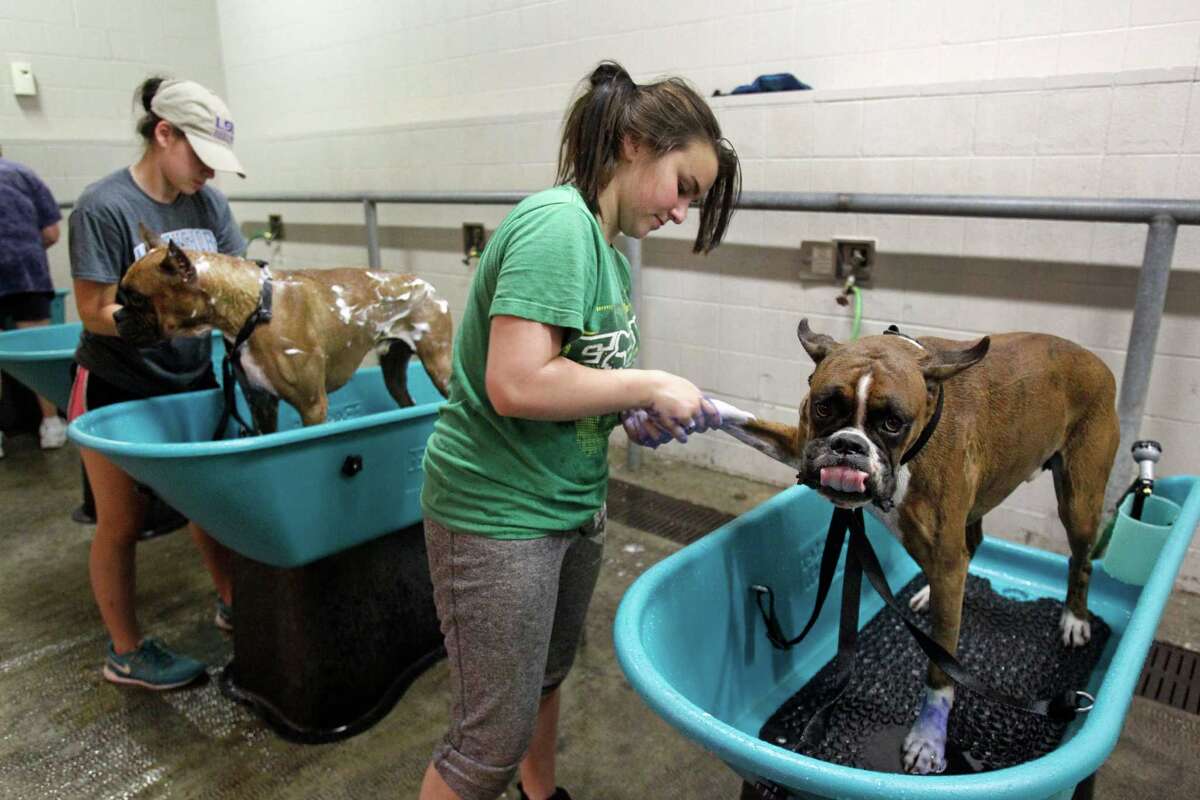 Police San Marcos family’s dog kills infant napping in bouncer