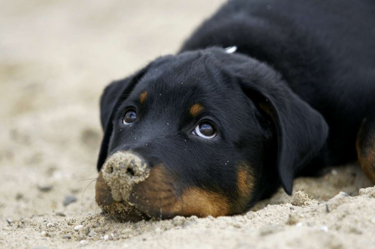 Police San Marcos family’s dog kills infant napping in bouncer