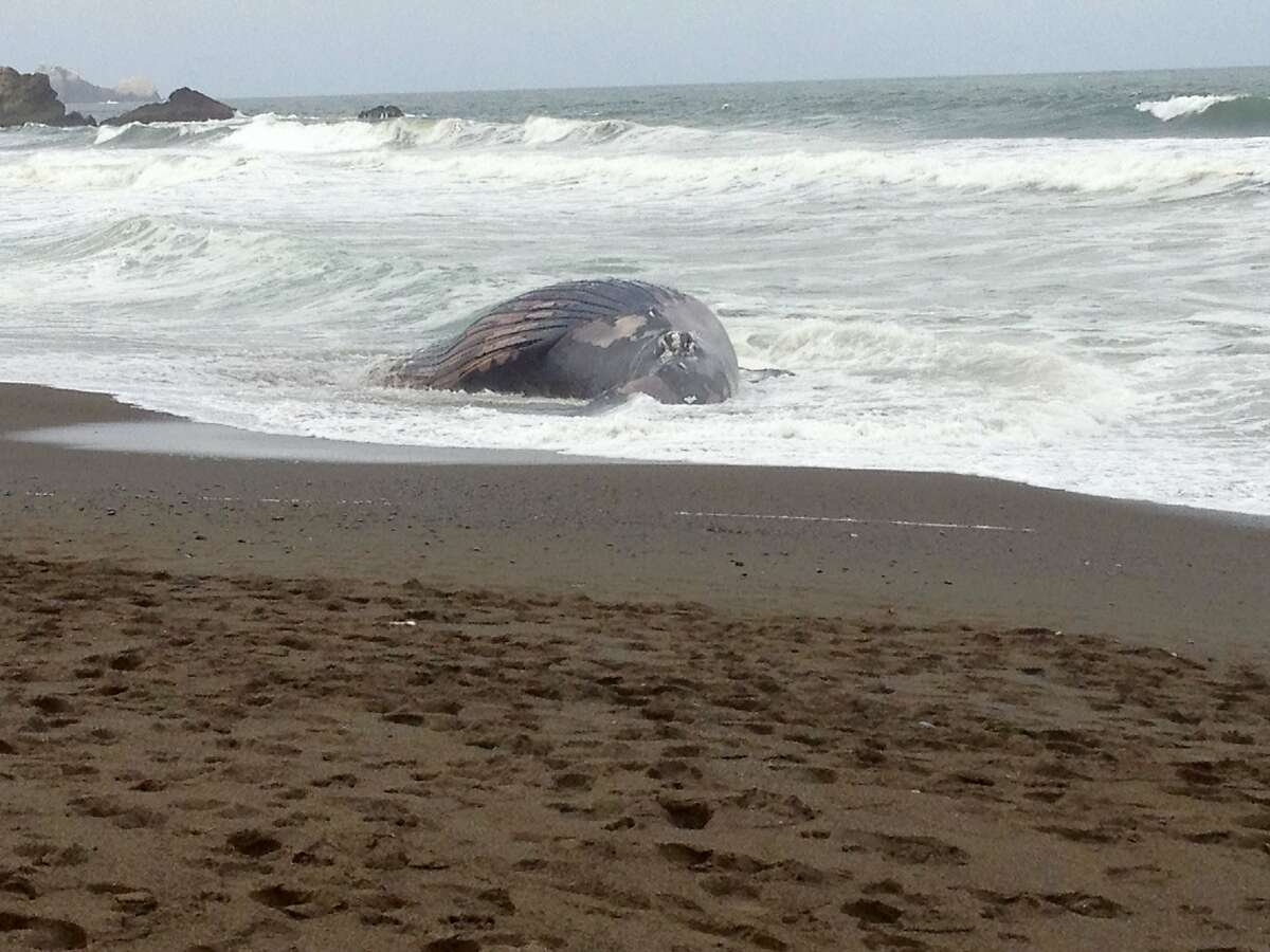 Beach Mystery: Another Dead Whale Washes Up In Pacifica