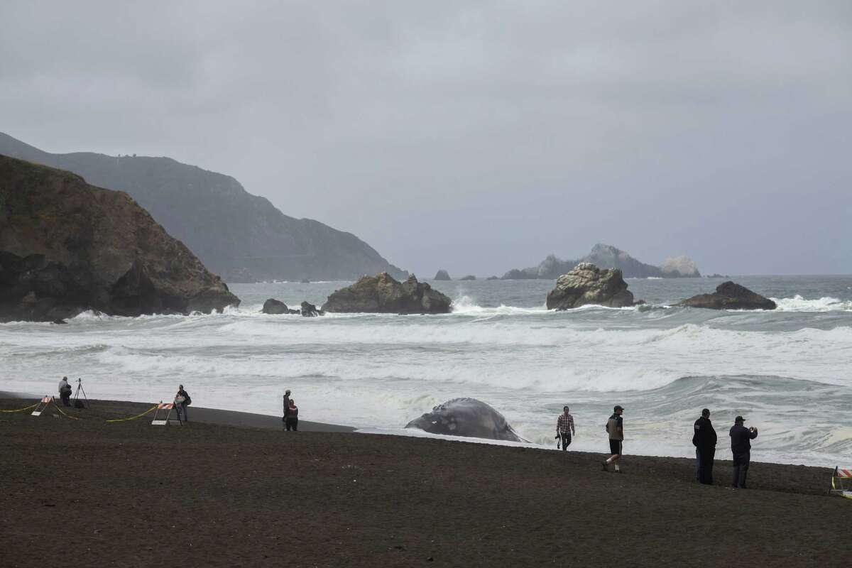 Beach mystery Another dead whale washes up in Pacifica