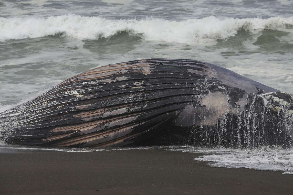 Beach burial of rotting whales a major undertaking