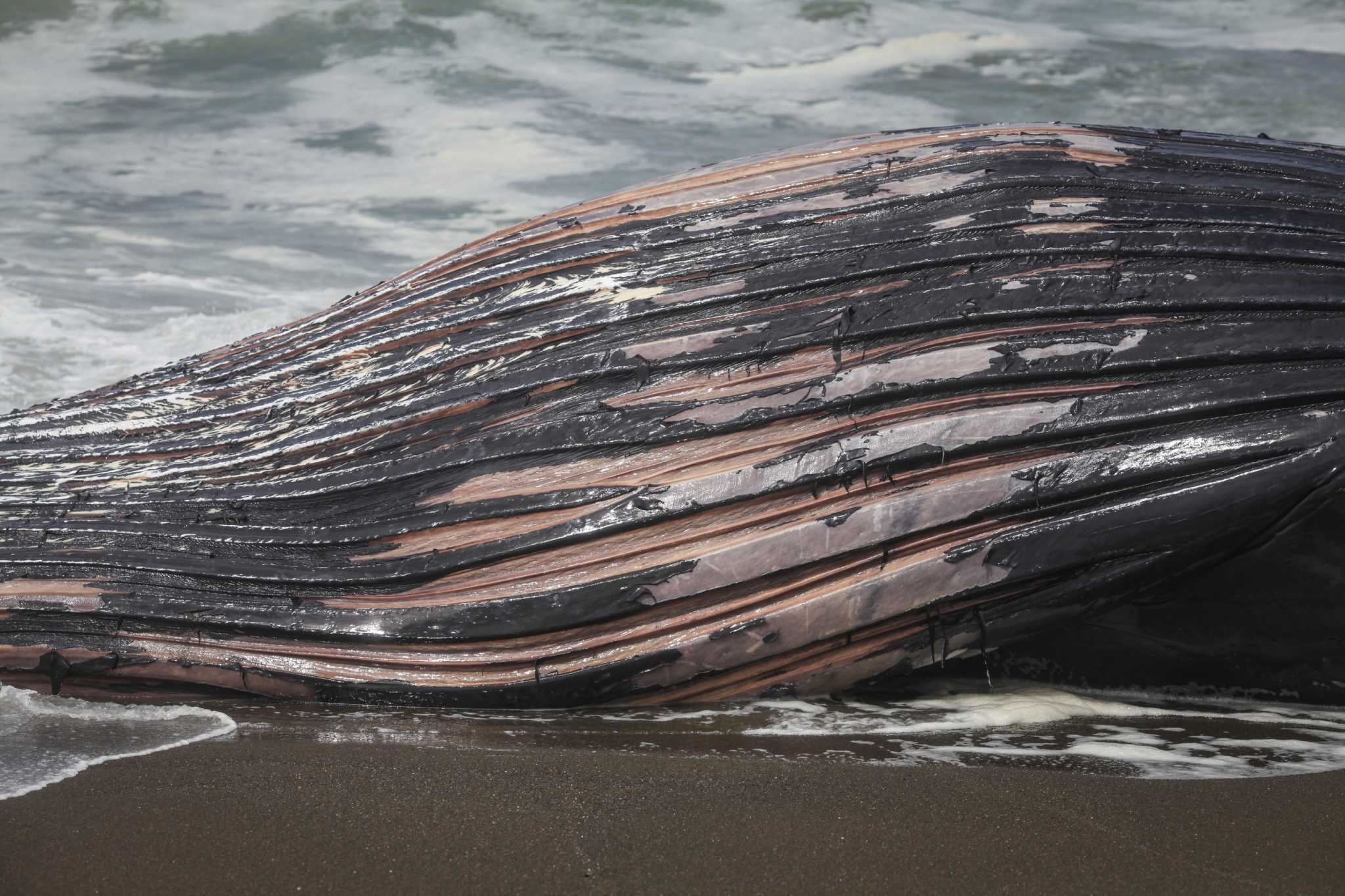 2nd Dead Whale On Pacifica Beach May Have Been Hit By Ship