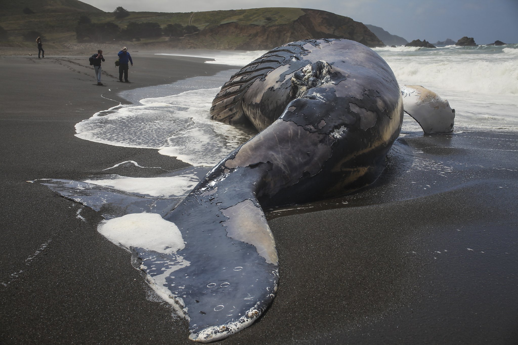 Smelly dead whales on Pacifica beach to get proper burial