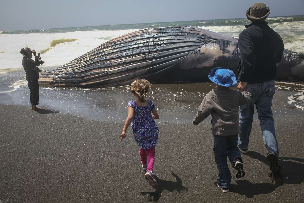 2nd dead whale on Pacifica beach may have been hit by ship