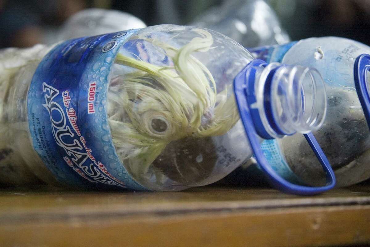 SURABAYA, EAST JAVA, INDONESIA - MAY 04: Cacatua sulphurea that was successfully secured from illegal wildlife trading is seen into an empty bottle in Surabaya, East Java, Indonesia on May 04, 2015. A total of 24 Cacatua sulphurea inserted into empty mineral bottles were rescued when they were illegally traded in the Port of Tanjung Perak Surabaya, Java Timur, Indonesia. (Photo by Suryanto/Anadolu Agency/Getty Images)