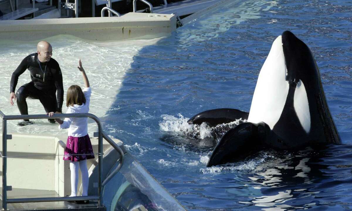 SeaWorld CEO Joel Manby said the expansion of its three killer-whale tank in San Diego is “still on track” to open in 2018.