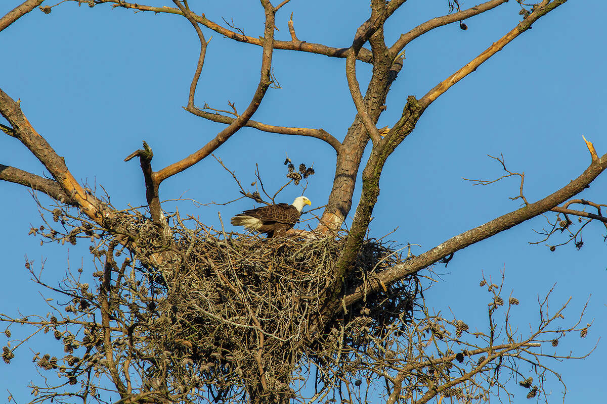 Bird mothers are master nest builders