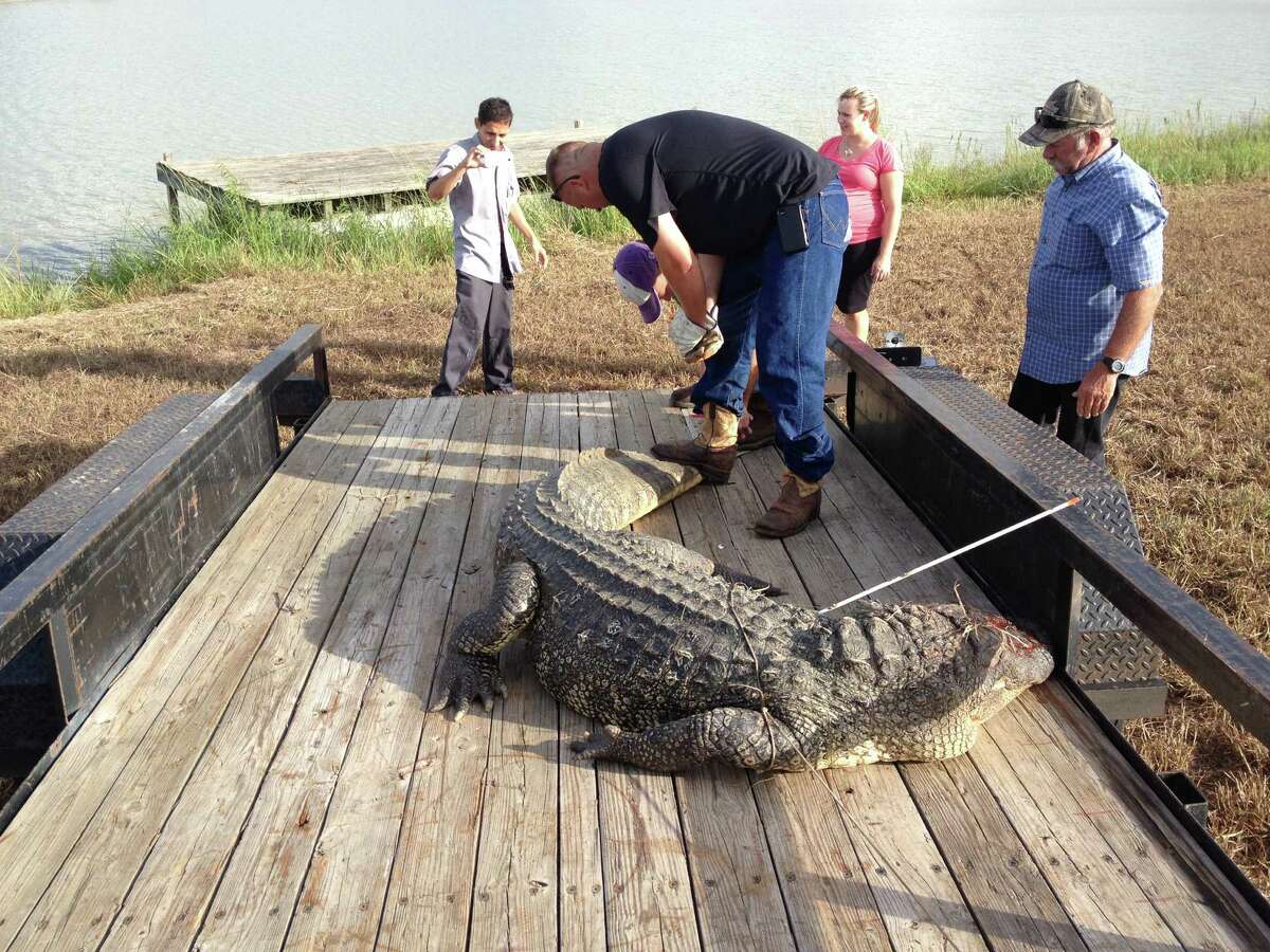 Kurt Johnson, Jr., on trailer, and his father, Kurt Johnson Sr., help load an 11-foot alligator for transport from Richmond's Brazos Lakes subdivision to a taxidermy shop, September 2013.