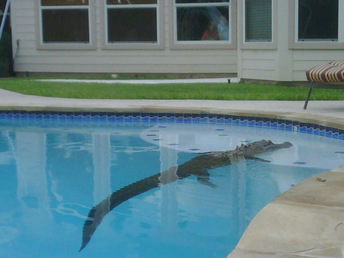 Missouri City resident Jodie Morris discovered a large alligator in her backyard swimming pool on a Saturday morning, June 12, 2010.