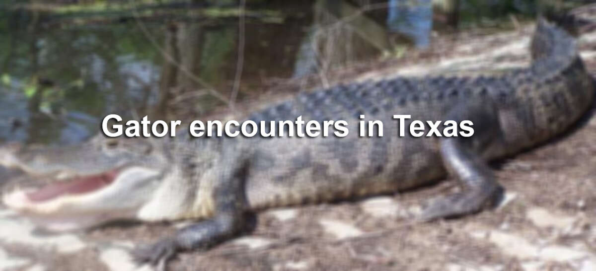 Click through the gallery to see photos from gator encounters in the Lone Star State.
