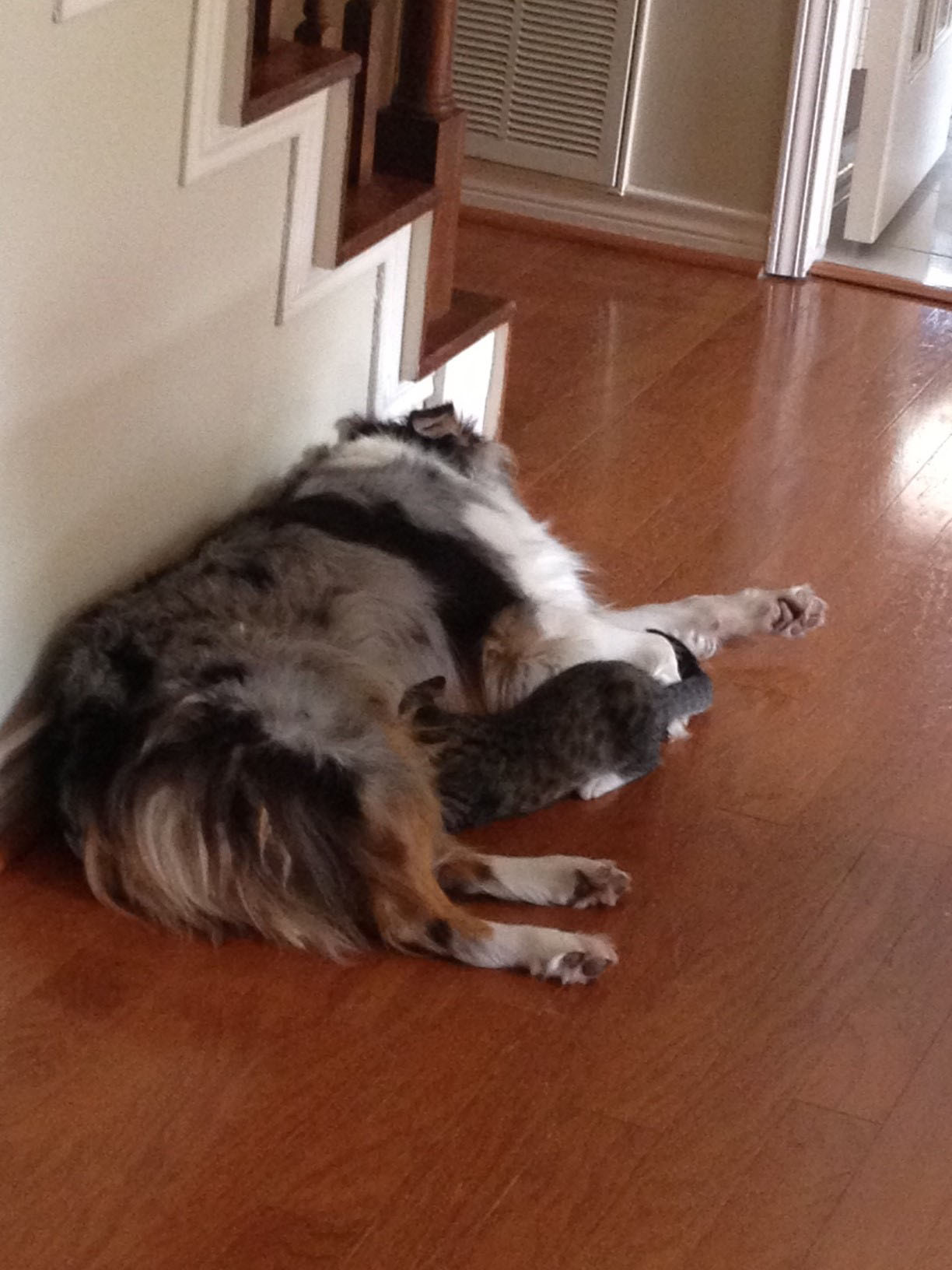 The dog that raised cats