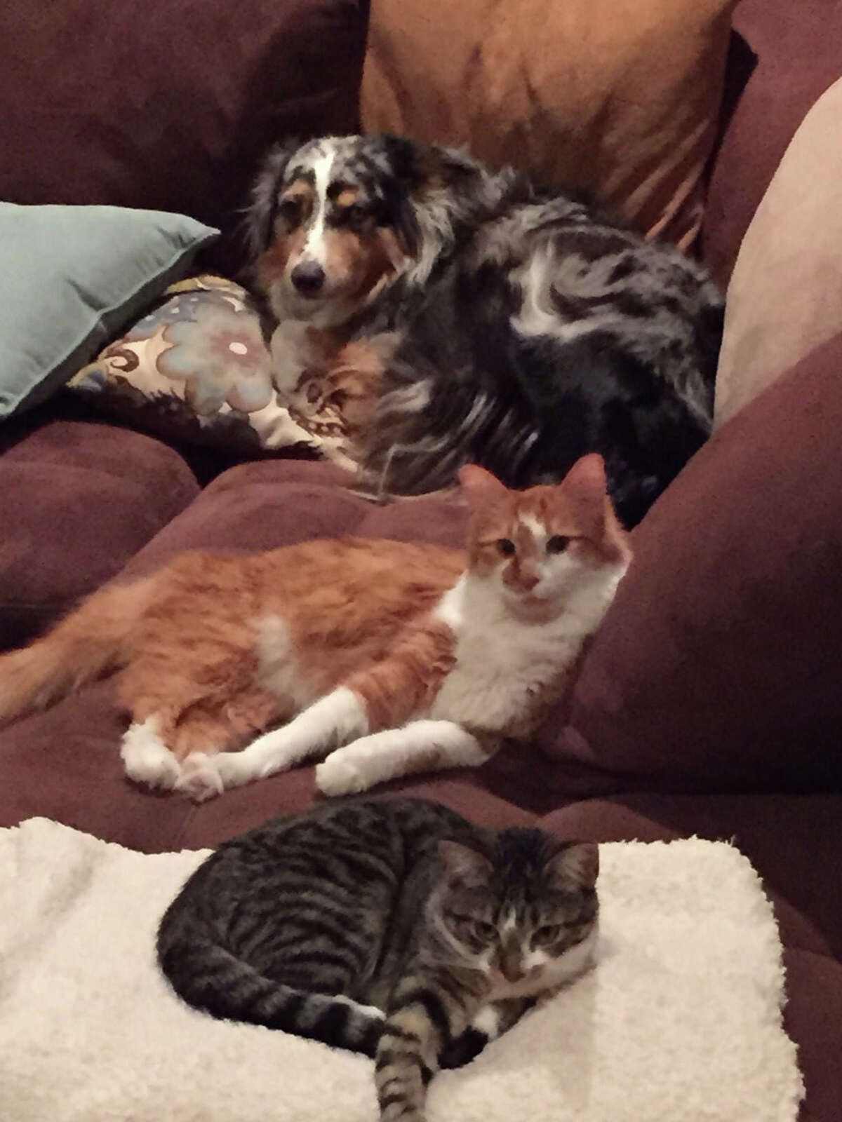 The dog that raised cats