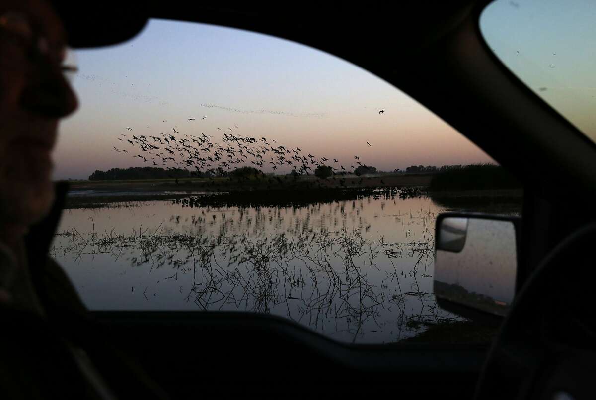 Hundreds of White-faced Ibis take off at dawn while Greg Jackson, Engineering Equipment Operator at Merced National Wildlife Refuge drives past on his way to check on a well April 16, 2015 in Merced, Calif. The refuge is a restored wildlife area that reflects the habitat that used to be found in the Central Valley and provides much-needed breeding and wintering habitat for thousands of birds. Because of the drought, the refuge received no surface water allocation and were forced to pump groundwater to keep up the wetlands and the crops they grow for habitat.