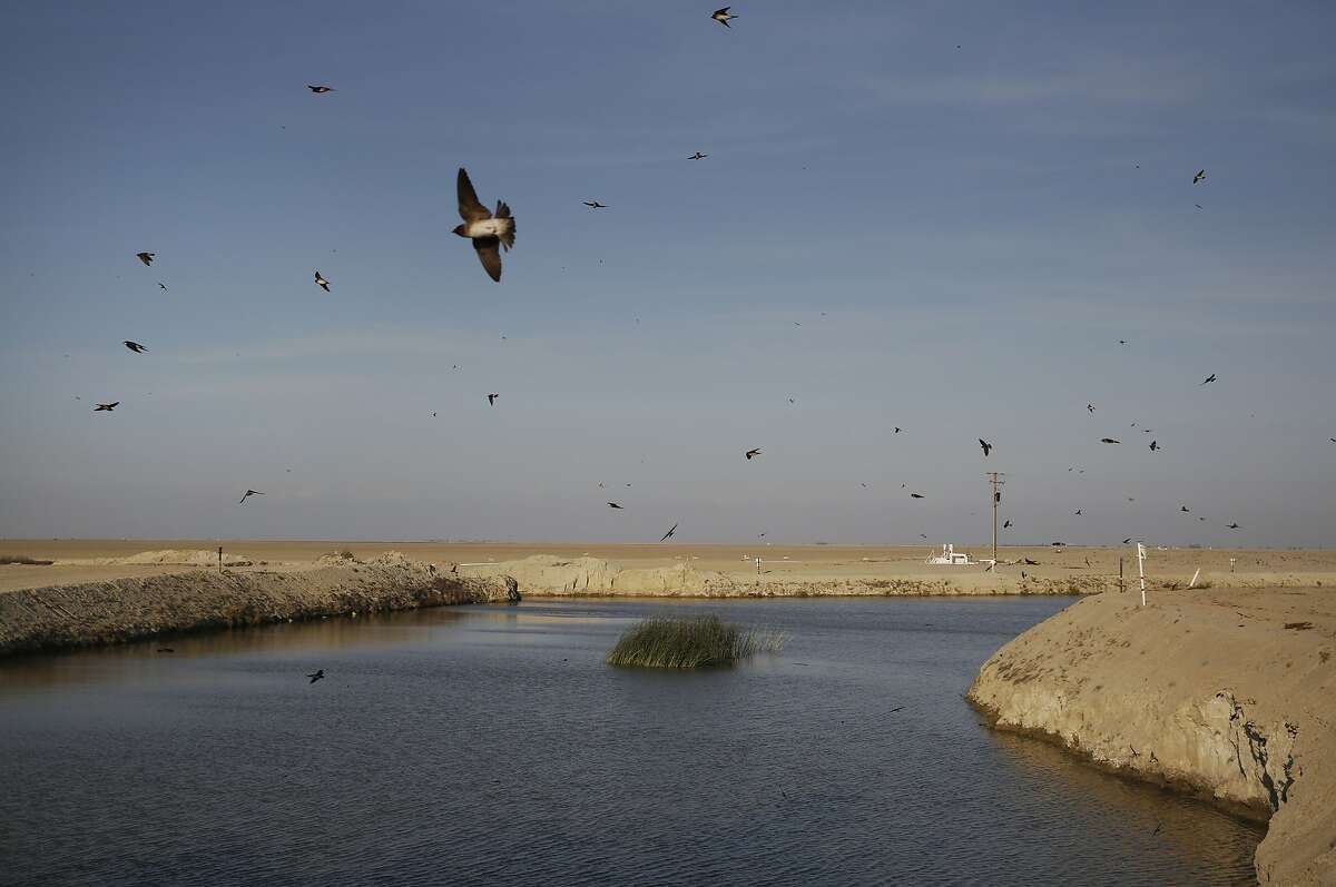 Tree swallows fly around a small patch of tules that have sprung up where water converges to be pumped into the South Wilbur Flood Area April 10, 2015 near Kings County, Calif. The reservoir is used for water storage by the Tulare Lake Basin Water Storage District. The body of water is situated in part of the San Joaquin Valley that used to contain the Tulare Lake, the largest freshwater lake in the western half of the continental United States. The lake was dried up by the year 1900 due to emerging agriculture in the region. Swallows used to nest in trees that would have lined the lake edge when it still existed, now they nest near the pumps.