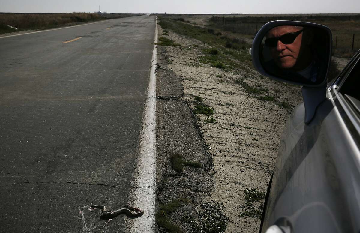 Biologist Rob Hansen pulls over to check a dead snake caracas to make sure it wasn't an endangered species April 10, 2015 while driving near Kings County, Calif. The area is situated in part of the San Joaquin Valley that used to contain the Tulare Lake, the largest freshwater lake in the western half of the continental United States. The lake was dried up by the year 1900 due to emerging agriculture in the region.