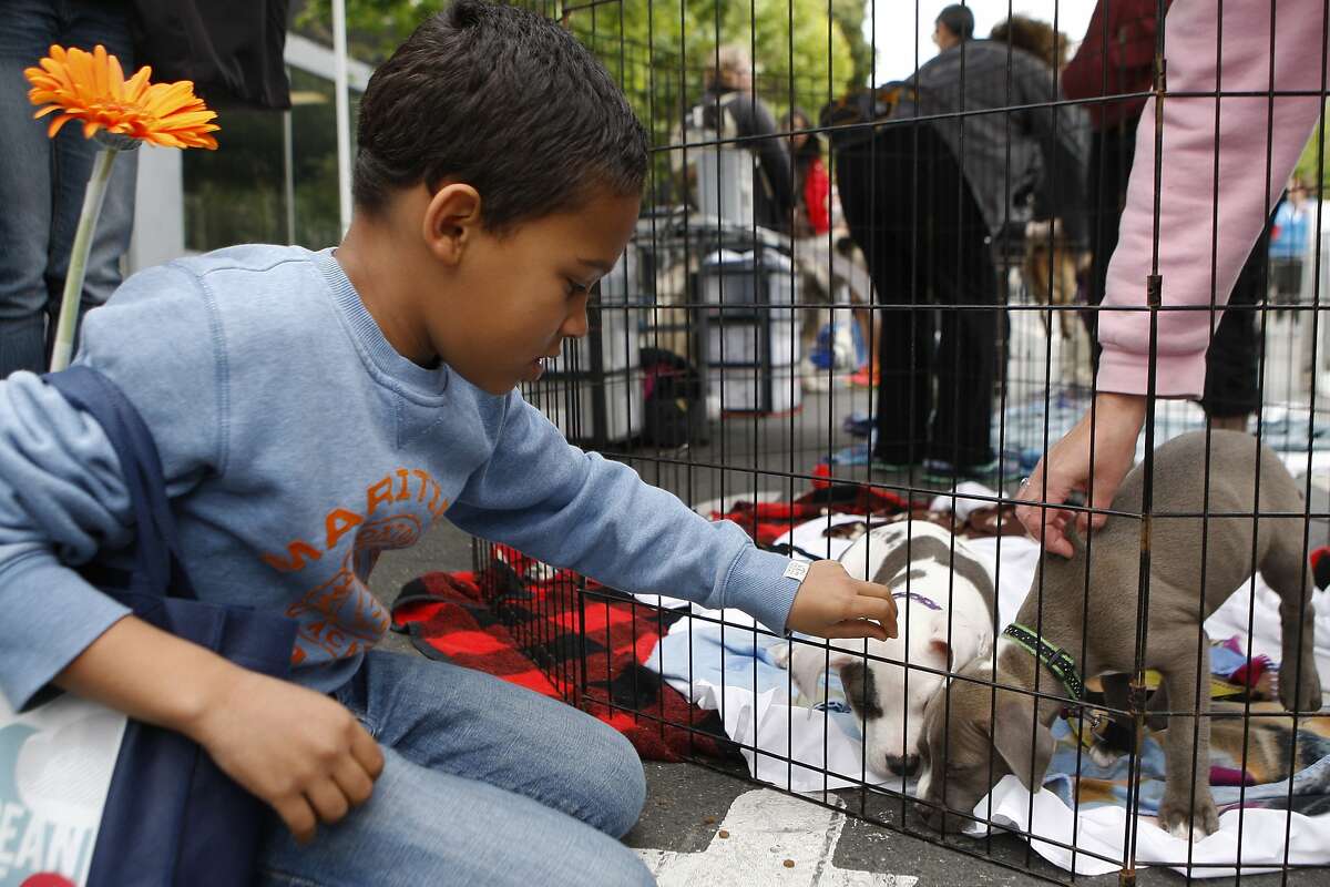 Joseph Hamlin, 9, plays with a pair of pit bull puppies at the San Francisco Family Dog Rescue booth during the Mission Sunday Streets festival Sunday, May 10, 2015. Three puppies were stolen from the shelter on Thursday and two of them were apparently offered for sale hours later on a website.