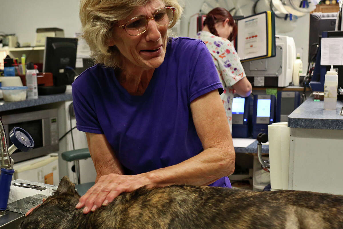 Mary Montes, the mother of Matt Montes, owner of Mission: Miracle K9 Rescue, says goodbye to Ziggy after he was euthanized at Animal Emergency Room in the early morning hours of Monday, May 11, 2015. Ziggy was shot with an arrow in Montes' front yard Sunday night. The arrow went though both kidneys and the caudal vena cava so Ziggy's life could not be saved.