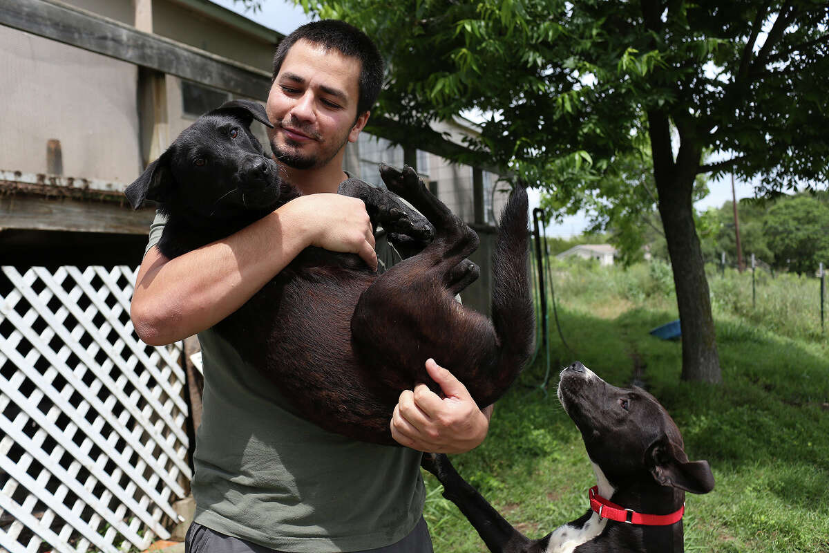 Matt Montes, owner of Mission: Miracle K9 Rescue, holds Miracle as Brittany looks for attention at his home near Bandera on Monday, May 11, 2015. Both dogs are rescues available for adoption, Montes took six dogs to foster homes where he thought they would be safer than on his property where two dogs have been targeted in the past three months.