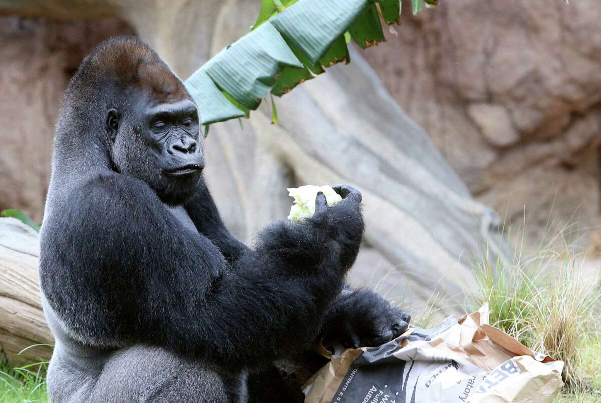 Houston Zoo debuts new gorilla exhibit for media and zoo members